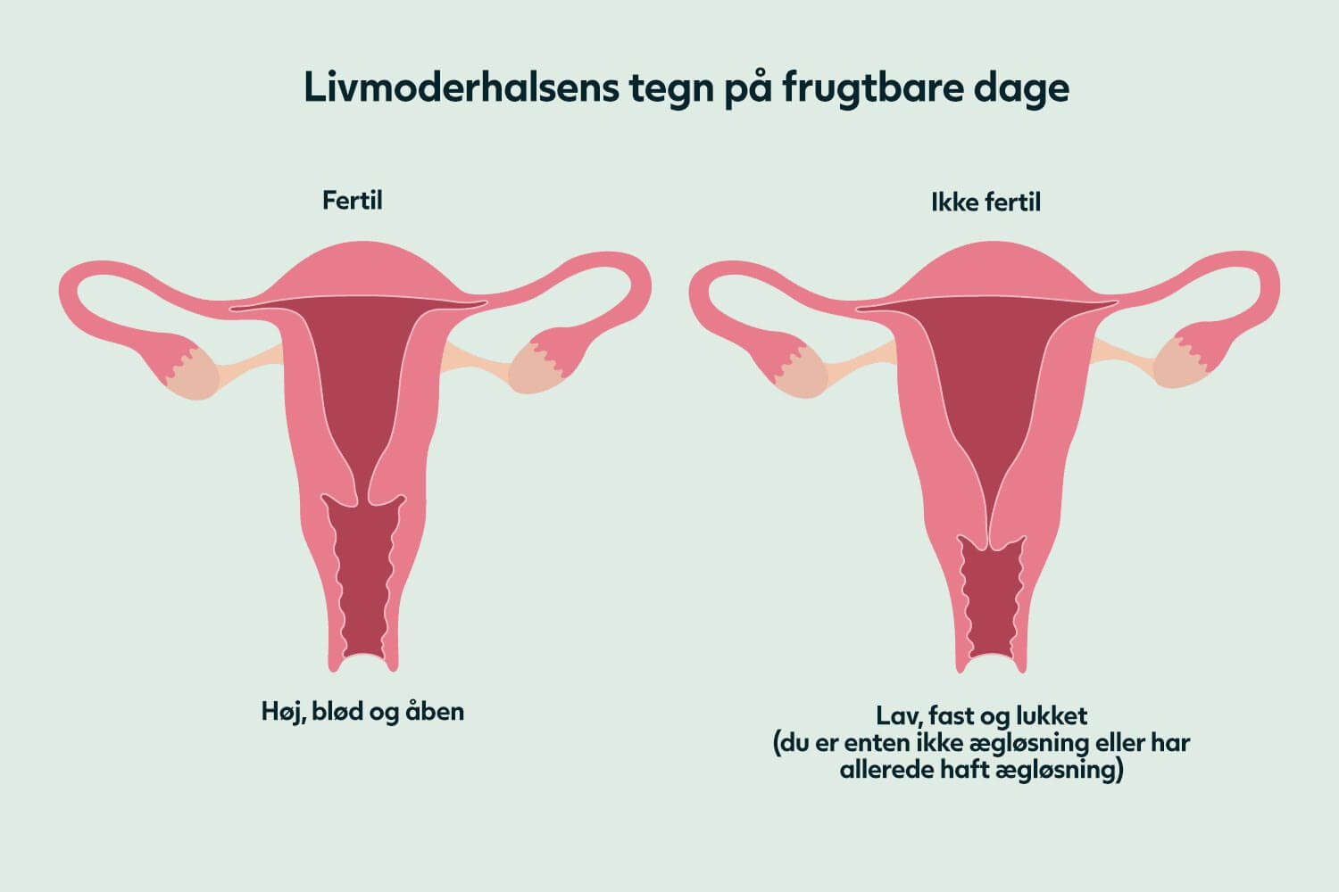 Livmoderhalsens position